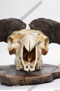 Photo Textures of Mouflon Skull 